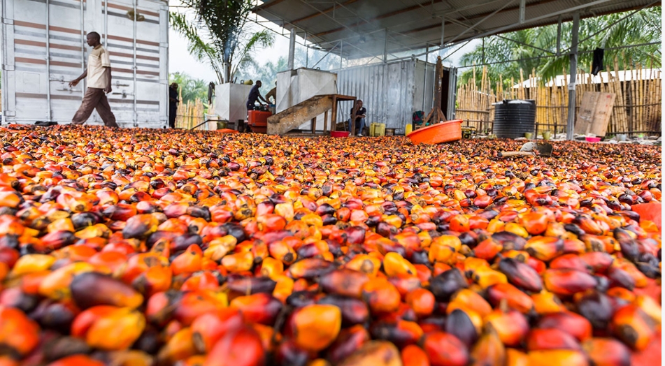 Palm Fruits Before Processing Courtesy The Nigeria Sun Global Affairs Hub 247