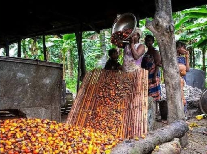 Palm Oil Processing Global Affairs Hub 247